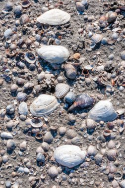 Kıyıdaki midye arenasının kabukları. Tiligul Liman, Odessa bölgesi