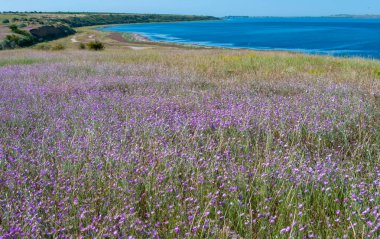 Çiçekli Ukrayna bozkırları, Odessa bölgesindeki Tiligul halklarının kıyısında vahşi bozkır bitkileri.