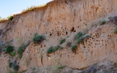 Tiligul nehrinin kil kıyısındaki bir kuş kolonisinin yuvaları ve yuvaları