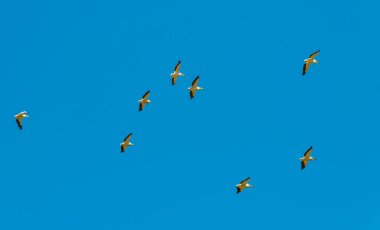 Beyaz pelikan sürüsü gökyüzünde daireler çiziyor.