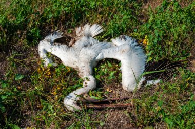 Halkının kıyısında ölü pembe pelikan, Ukrayna 'nın elektrik kablolarına çarpmış.