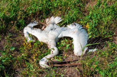 Halkının kıyısında ölü pembe pelikan, Ukrayna 'nın elektrik kablolarına çarpmış.