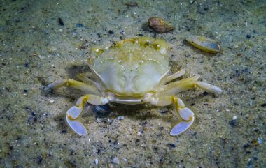 Yengeçler (Liocarcinus holsatus), Karadeniz 'deki kumda, dikiz manzarası