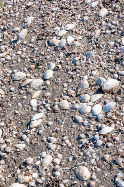 Shells Clam Mya Arenaria Shore Tiligul Liman Odessa Region — Stock Photo, Image
