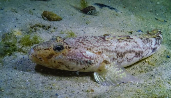 Havet Fisk Knutpiska Smörbult Mesogobius Batrachocephalus Ligger Botten Täckt Med — Stockfoto