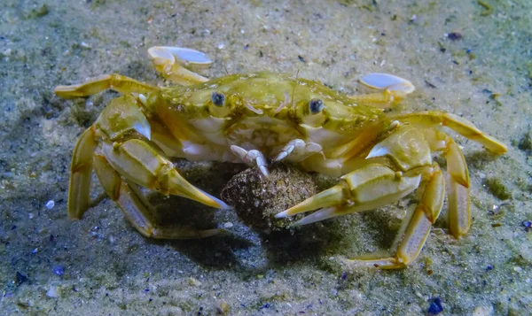 Liocarcinus Holsatus Krabbe Forsøger Spise Eremit Krabbe Sortehavet - Stock-foto