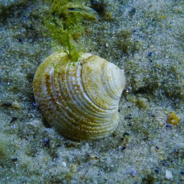 Chamelea Gallina Mollusco Bivalve Scavando Nella Sabbia Nel Mar Nero — Foto Stock