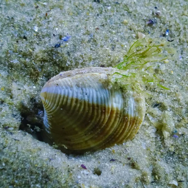 Chamelea Gallina Mollusque Bivalve Enfouissant Dans Sable Mer Noire — Photo