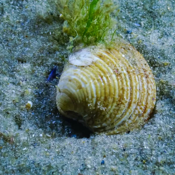 Chamelea Gallina Molusco Bivalves Enterrar Areia Mar Negro — Fotografia de Stock