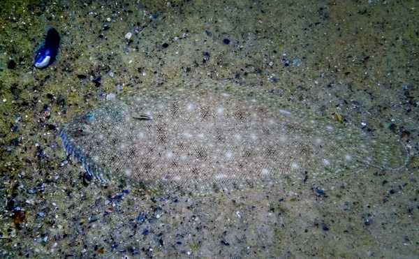 Pegusa ラスカリス 砂質地盤のクローズ アップ サイドビューにあります 黒海の魚 — ストック写真