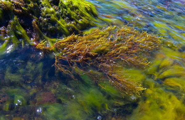 Algues Brunes Macrophytes Cystoseira Barbata Autres Algues Vertes Rouges Fond — Photo