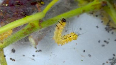 Larvaların ördüğü örümcek ağlarıyla ağaç dokuyorlar. Amerikan beyaz kelebeğinin tırtılları (Hyphantria cunea), güve yaprakların üzerine düşer.