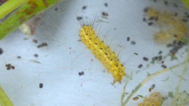 Larvaların ördüğü örümcek ağlarıyla ağaç dokuyorlar. Amerikan beyaz kelebeğinin tırtılları (Hyphantria cunea), güve yaprakların üzerine düşer.