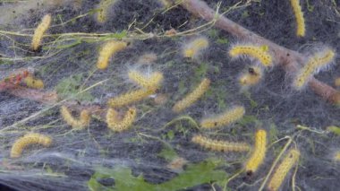 Larvaların ördüğü örümcek ağlarıyla ağaç dokuyorlar. Amerikan beyaz kelebeğinin tırtılları (Hyphantria cunea), güve yaprakların üzerine düşer.