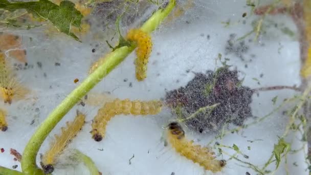 Menenun Pohon Dengan Jaring Laba Laba Oleh Larva Ulat Kupu — Stok Video