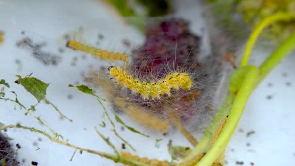 Плетение Деревьев Паутины Личинками Caterpillars American White Butterfly Hyphantria Cunea — стоковое видео