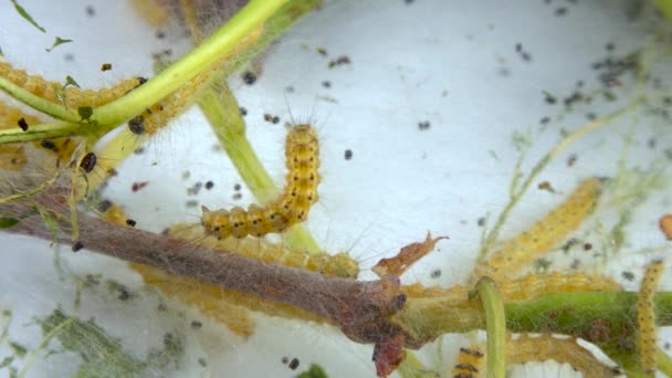 Menenun Pohon Dengan Jaring Laba Laba Oleh Larva Ulat Kupu — Stok Video