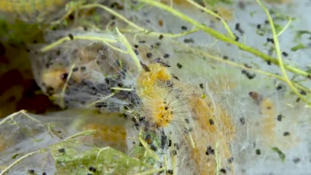 Pókhálóval Szőtt Fákat Lárvákkal Hernyók Amerikai Fehér Pillangó Hyphantria Cunea — Stock videók