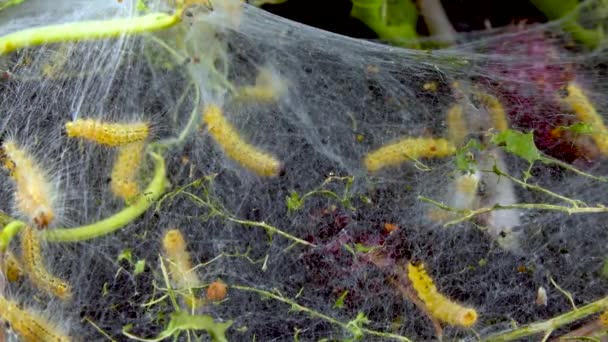 Плетіння Дерев Павутиннями Личинками Гусениці Американської Білої Метелики Hyphantria Міль — стокове відео