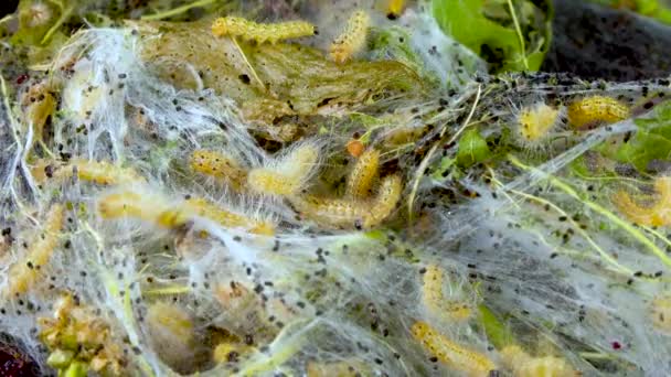 Pókhálóval Szőtt Fákat Lárvákkal Hernyók Amerikai Fehér Pillangó Hyphantria Cunea — Stock videók