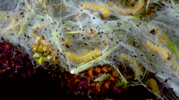 Larvaların Ördüğü Örümcek Ağlarıyla Ağaç Dokuyorlar Amerikan Beyaz Kelebeğinin Tırtılları — Stok video