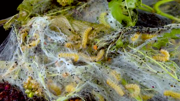 Tejiendo Árboles Con Telarañas Por Larvas Orugas Mariposa Blanca Americana — Vídeo de stock