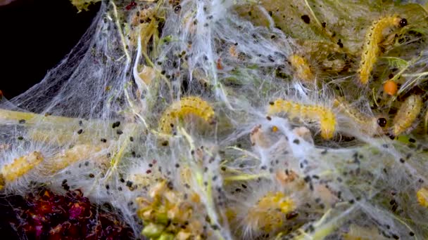 Larvaların Ördüğü Örümcek Ağlarıyla Ağaç Dokuyorlar Amerikan Beyaz Kelebeğinin Tırtılları — Stok video