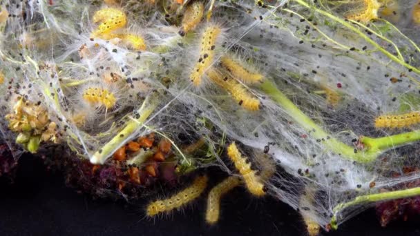 Weben Von Bäumen Mit Spinnweben Durch Larven Raupen Des Amerikanischen — Stockvideo