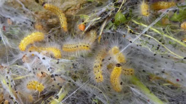 Tejiendo Árboles Con Telarañas Por Larvas Orugas Mariposa Blanca Americana — Vídeos de Stock