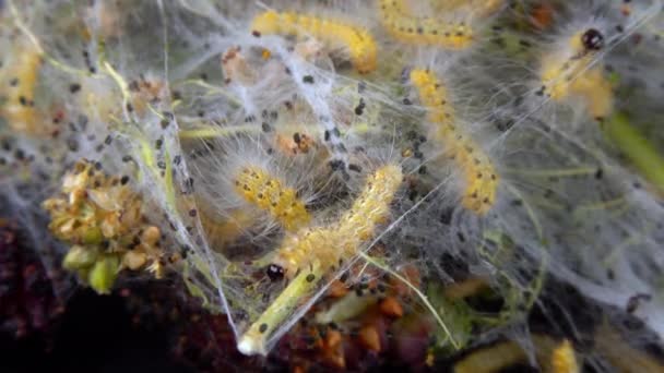 유충에 거미줄을 나무를 아메리카흰 Hyphantria Cunea 나뭇잎에서 방역을 — 비디오