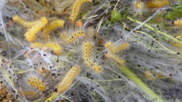 Tejiendo Árboles Con Telarañas Por Larvas Orugas Mariposa Blanca Americana — Vídeos de Stock