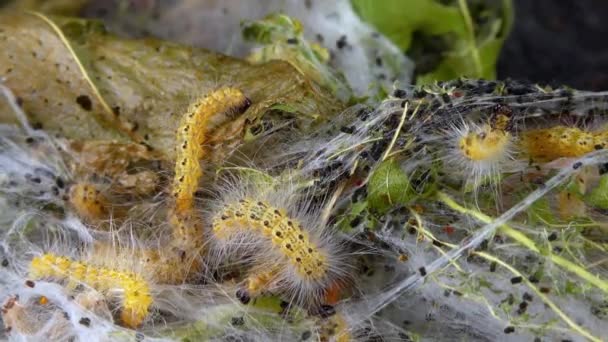 Weaving Trees Cobwebs Larvae Caterpillars American White Butterfly Hyphantria Cunea — Stock Video