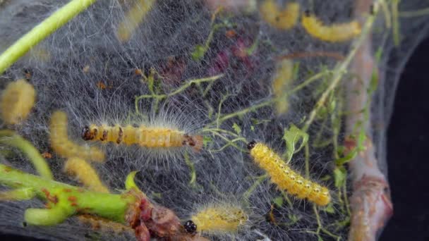 幼虫によってクモの巣で木を織ります アメリカの白い蝶 ハイファントリア の幼虫 葉の上の蛾の秋のウバコの検疫害虫 — ストック動画