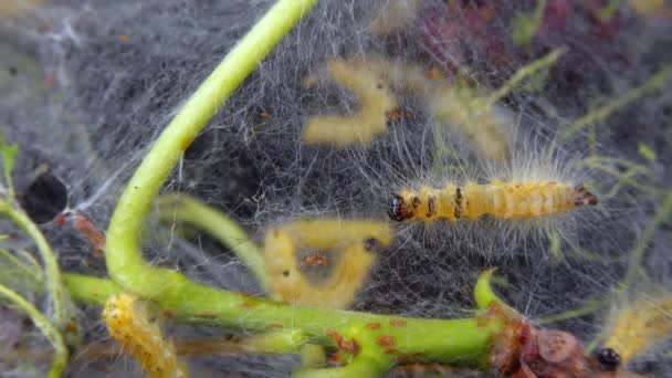 幼虫によってクモの巣で木を織ります アメリカの白い蝶 ハイファントリア の幼虫 葉の上の蛾の秋のウバコの検疫害虫 — ストック動画