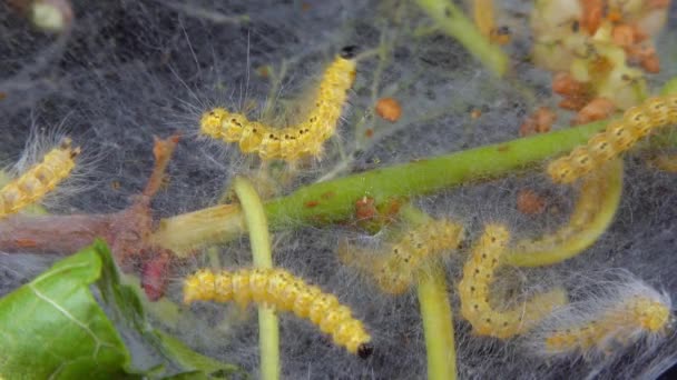 Weaving Trees Cobwebs Larvae Caterpillars American White Butterfly Hyphantria Cunea — Stock Video