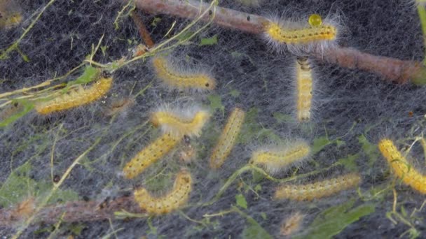Плетіння Дерев Павутиннями Личинками Гусениці Американської Білої Метелики Hyphantria Міль — стокове відео