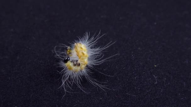 Гусениця Американської Білої Метелики — стокове відео