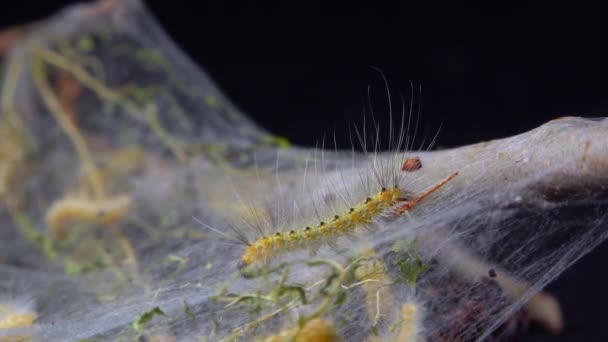 Tejiendo Árboles Con Telarañas Por Larvas Orugas Mariposa Blanca Americana — Vídeo de stock