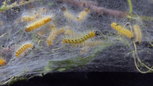 유충에 거미줄을 나무를 아메리카흰 Hyphantria Cunea 나뭇잎에서 방역을 — 비디오
