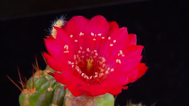 Bruco Della Farfalla Bianca Americana Hyphantria Cunea Striscia Fiore Cactus — Video Stock
