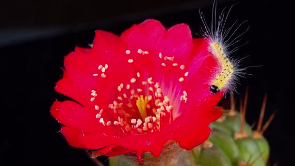 美洲白蝴蝶 Hyphantria Cunea 的毛毛虫在红色仙人掌花上爬行 — 图库视频影像