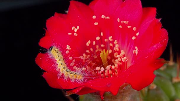 Housenka Amerického Bílého Motýla Hyphantria Cunea Plazí Červené Kaktusové Květině — Stock video