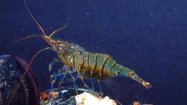 Rockpool karidesi (Palaemon elegans), midyeler arasında yiyecek arayan karides, Karadeniz