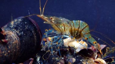 Rockpool karidesi (Palaemon elegans), midyeler arasında yiyecek arayan karides, Karadeniz