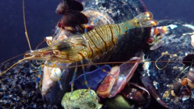 Rockpool karidesi (Palaemon elegans), midyeler arasında yiyecek arayan karides, Karadeniz