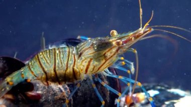 Rockpool karidesi (Palaemon elegans), midyeler arasında yiyecek arayan karides, Karadeniz