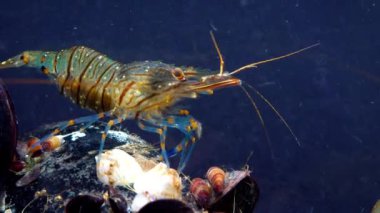 Rockpool karidesi (Palaemon elegans), midyeler arasında yiyecek arayan karides, Karadeniz
