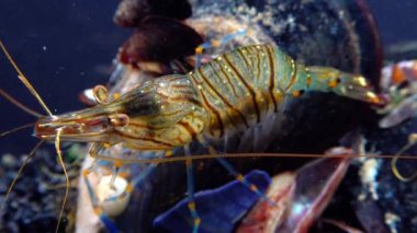 Rockpool karidesi (Palaemon elegans), midyeler arasında yiyecek arayan karides, Karadeniz