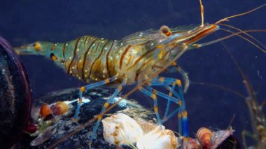 Rockpool karidesi (Palaemon elegans), midyeler arasında yiyecek arayan karides, Karadeniz