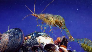 Rockpool karidesi (Palaemon elegans), midyeler arasında yiyecek arayan karides, Karadeniz